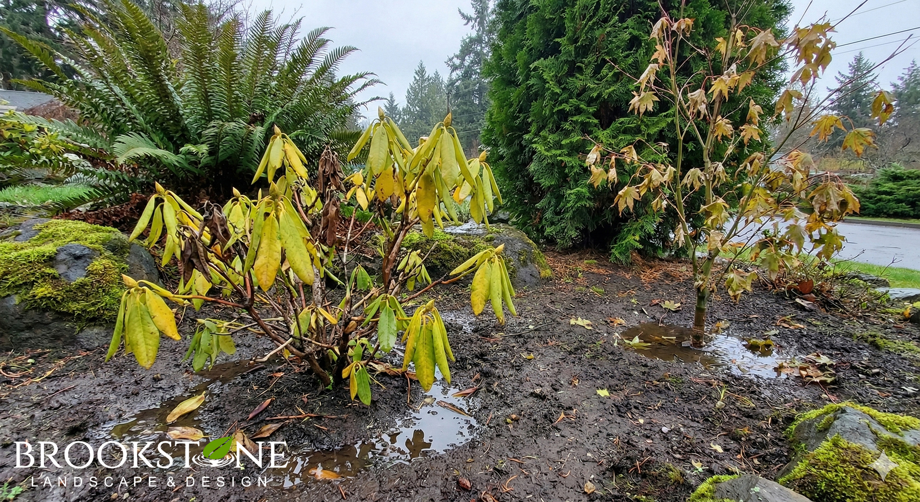 Struggling or Declining Plantings - Brookstone Landscape & Design - King County, Washington